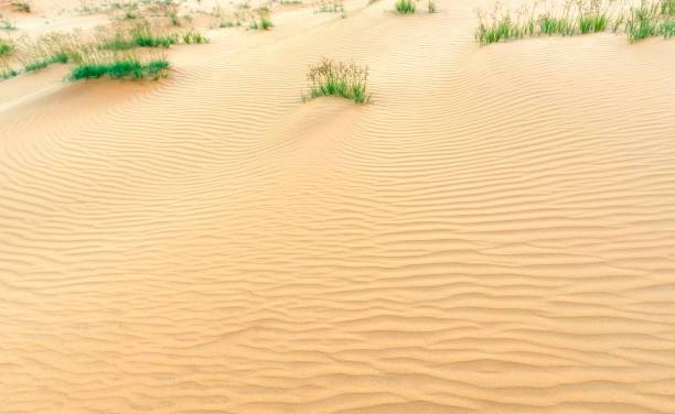 petites dunes quand le vent souffle chemin formant des plis belles sur le sable du désert - sahara desert coastline wind natural pattern photos et images de collection