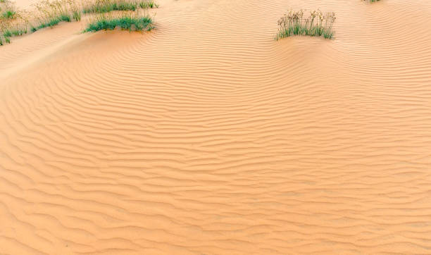 petites dunes quand le vent souffle chemin formant des plis belles sur le sable du désert - sahara desert coastline wind natural pattern photos et images de collection