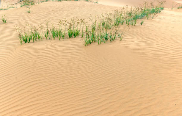 petites dunes quand le vent souffle chemin formant des plis belles sur le sable du désert - sahara desert coastline wind natural pattern photos et images de collection