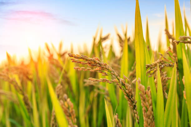 istock ripe rice fields in the autumn season 1056699614