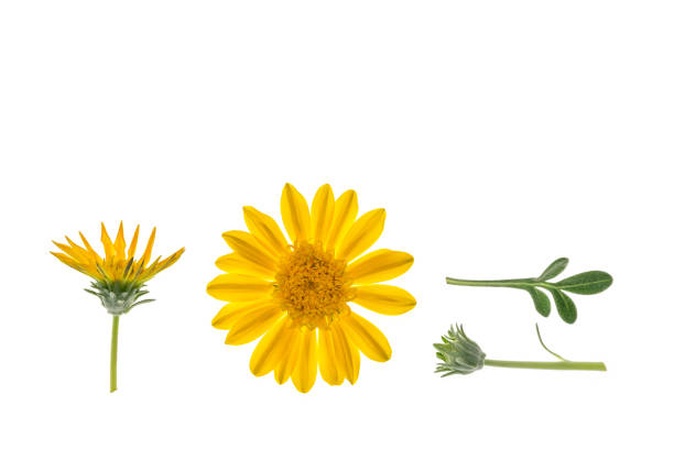 istock yellow gazania flowers isolated on white background 1056699728