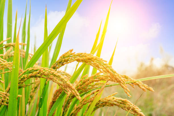 istock ripe rice fields in the autumn season 1056700248