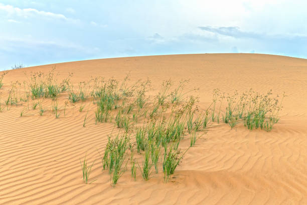 petites dunes quand le vent souffle chemin formant des plis belles sur le sable du désert - sahara desert coastline wind natural pattern photos et images de collection