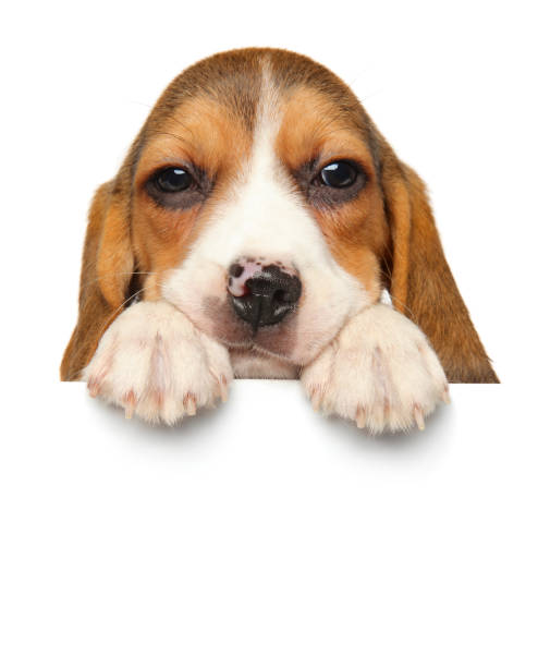 istock Beagle puppy above banner isolated on white background 1056700606