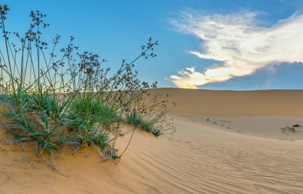 le coucher de soleil sur la colline de sable - sahara desert coastline wind natural pattern photos et images de collection