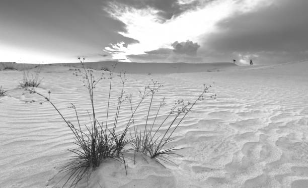le coucher de soleil sur la colline de sable - sahara desert coastline wind natural pattern photos et images de collection