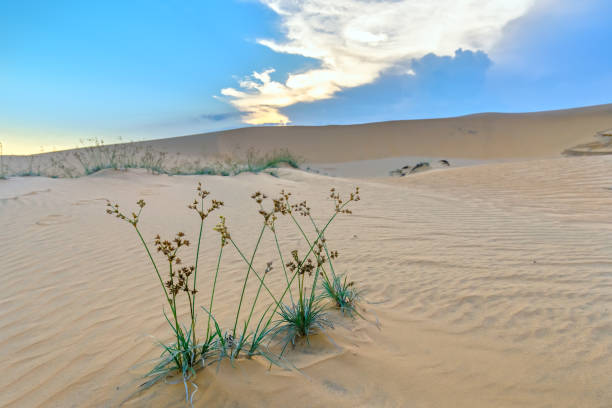 le coucher de soleil sur la colline de sable - sahara desert coastline wind natural pattern photos et images de collection