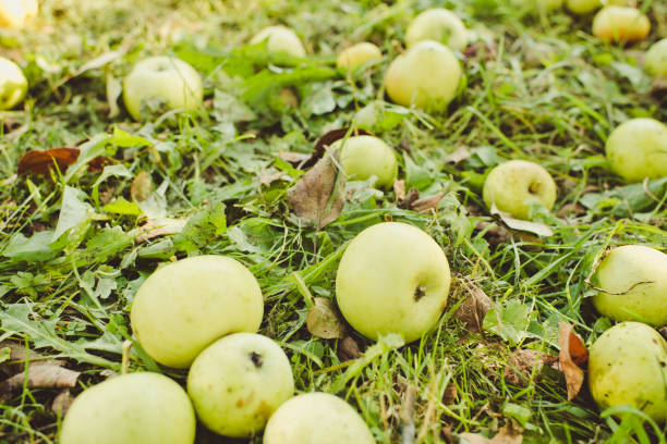 istock Apples on a grass/toned photo 1056700796