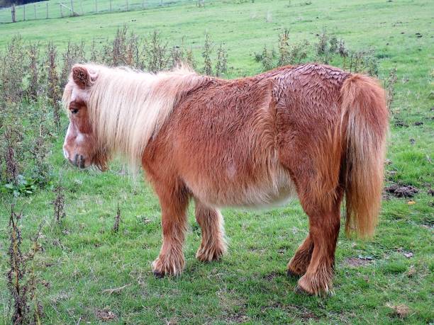 istock Shetland pony standing in a grassy field 1056700996