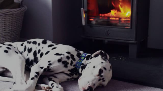 Dalmatian dog in front of a log burner