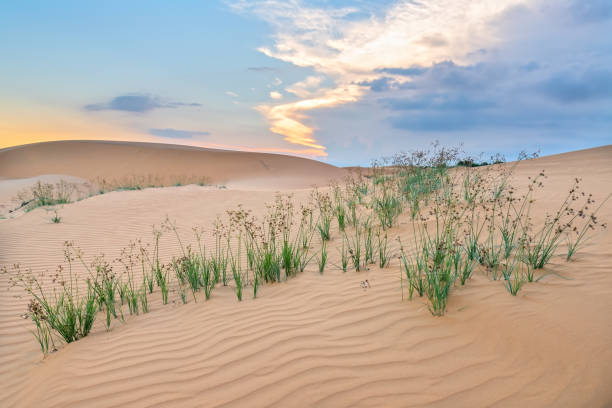 le coucher de soleil sur la colline de sable - sahara desert coastline wind natural pattern photos et images de collection