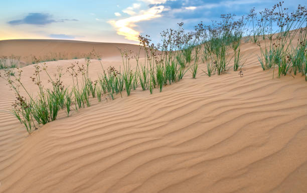 le coucher de soleil sur la colline de sable - sahara desert coastline wind natural pattern photos et images de collection