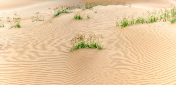 le coucher de soleil sur la colline de sable - sahara desert coastline wind natural pattern photos et images de collection