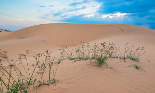 le coucher de soleil sur la colline de sable - sahara desert coastline wind natural pattern photos et images de collection