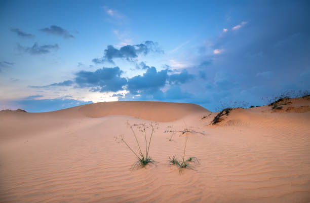 le coucher de soleil sur la colline de sable - sahara desert coastline wind natural pattern photos et images de collection