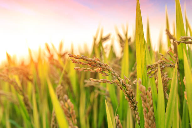 istock ripe rice fields in the autumn season 1056704014