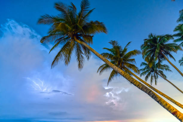 inclined coconut trees leaning toward the tropical beach - palm leaf flash imagens e fotografias de stock