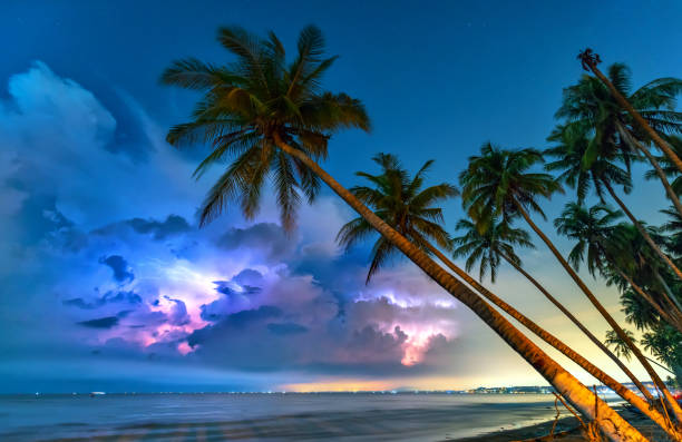 inclined coconut trees leaning toward the tropical beach - palm leaf flash imagens e fotografias de stock