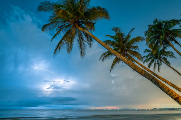 inclined coconut trees leaning toward the tropical beach - palm leaf flash imagens e fotografias de stock