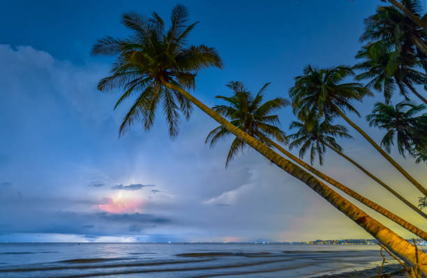 geneigte kokospalmen, beugte sich zu den tropischen strand - palm leaf flash stock-fotos und bilder