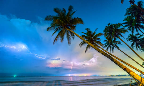 inclined coconut trees leaning toward the tropical beach - palm leaf flash imagens e fotografias de stock