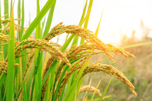 istock ripe rice fields in the autumn season 1056704316