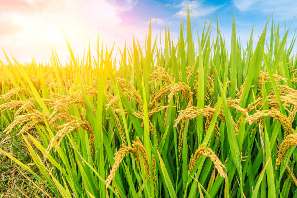 istock ripe rice fields in the autumn season 1056704324