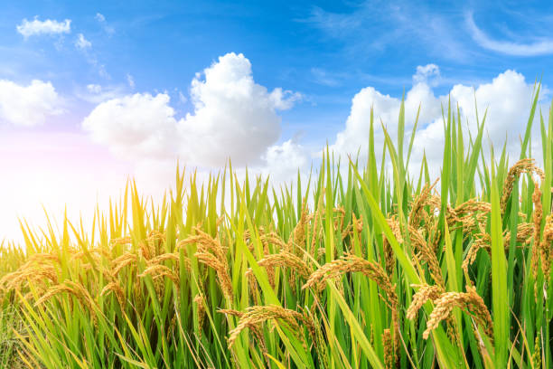 istock ripe rice fields in the autumn season 1056704680