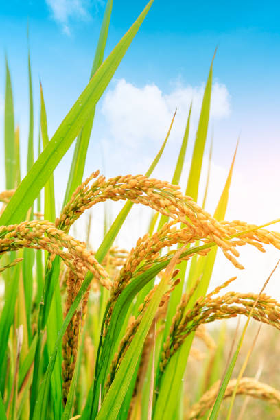 istock ripe rice fields in the autumn season 1056704692