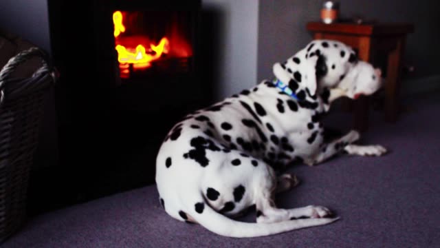 Dalmatian dog in front of a log burner