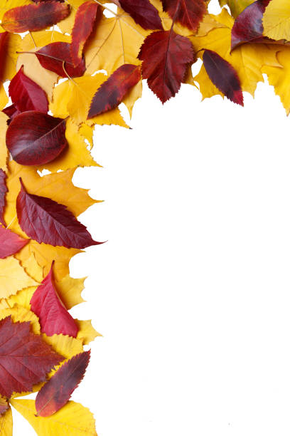 秋のデザイナーのための背景としてメープル、ガマズミ属の木、白い場所に灰の葉します。 ストックフォト