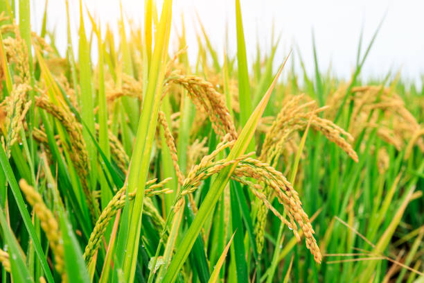 istock ripe rice fields in the autumn season 1056708484