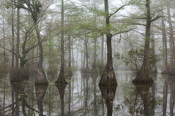 A foggy swamp with large cypress trees