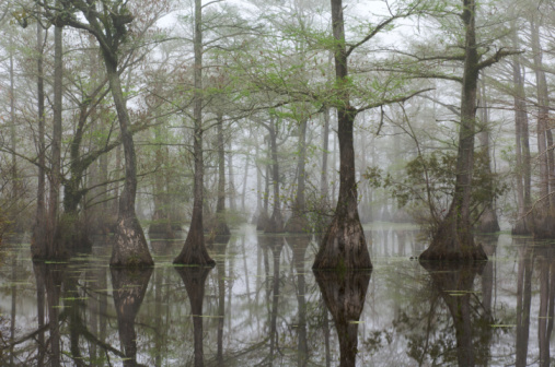 Bald Cypress trees in Merchants Mill Pond in North Carolina. Early morning fog gives a spooky feeling to the swamp with spring growth on the trees.