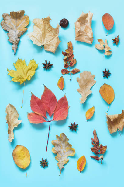 istock Fallen various leaves and pumpkin on punchy blue. Autumn composition as pattern. Top view. 1056710254