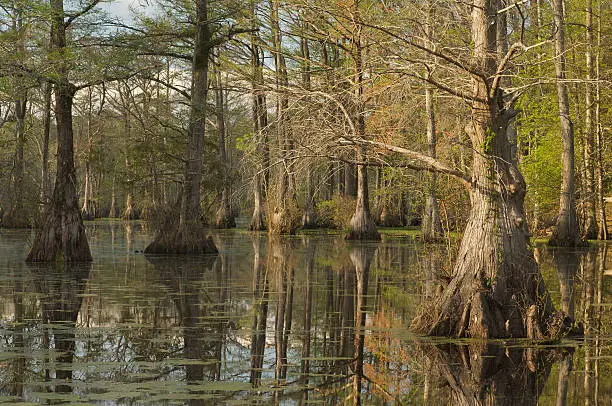 Cypress trees in Merchants Mill pond in North Carolina start to get their spring leaves
