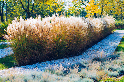 Beautiful bog landscape in autumn, bog vegetation painted in autumn, small swamp lakes, islands overgrown with small bog, reed, grass, moss cover the ground,