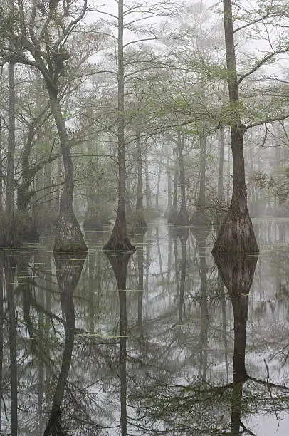 Cypress Trees stand in the swampy waters of Merchants Mill Pond in North Carolina