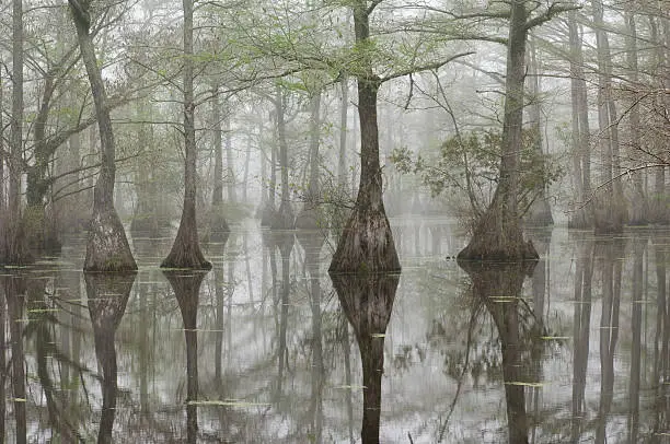 Cypress trees stand in the swampy waters of Merchants Mill Pond in North Carolina. Fog lends a spooky feel to the spring day.
