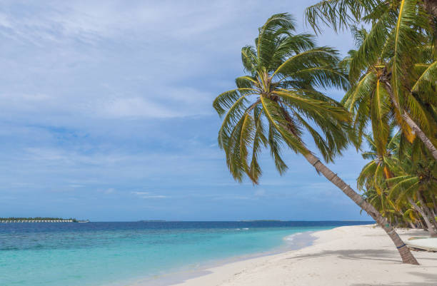 istock Beach with palm Meedhoo Raa Atoll island Maldives 1056710880