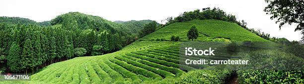 茶農園 - アジア大陸のストックフォトや画像を多数ご用意 - アジア大陸, オーガニック, カラー画像