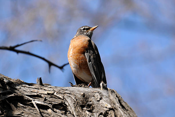 アメリカンヒタキ - american robin ストックフォトと画像