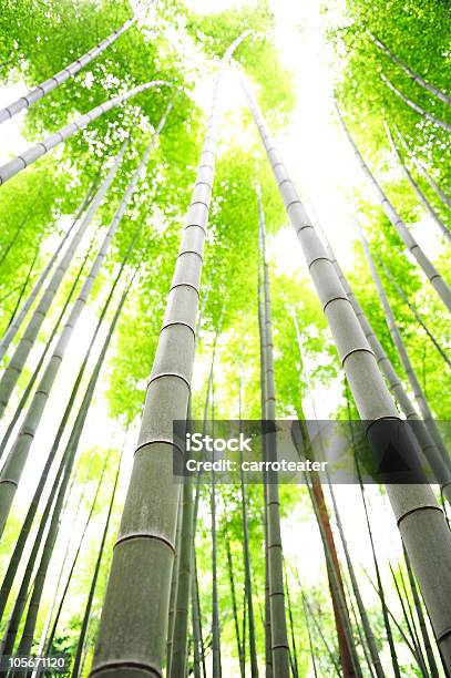 Árboles De Bambú Foto de stock y más banco de imágenes de Abstracto - Abstracto, Aire libre, Alto - Descripción física