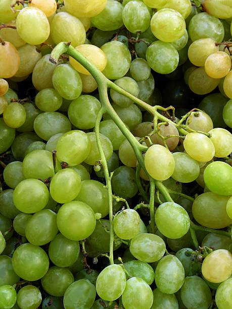 bunches of green grapes