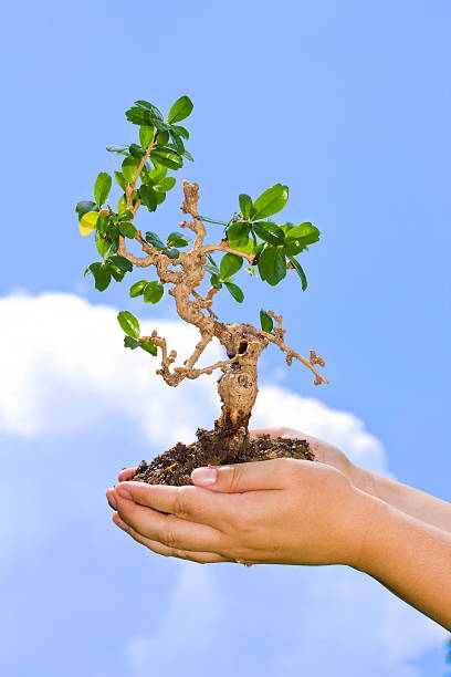 istock Tree in palm of hand 105671394