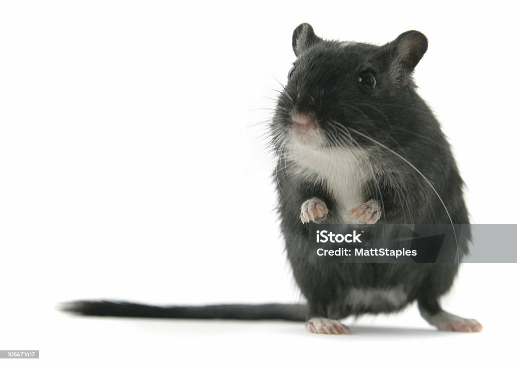 Black Gerbil standing on hind legs A black gerbil with white patch and paws standing on it's hind legs, isolated on a white background. Gerbil Stock Photo