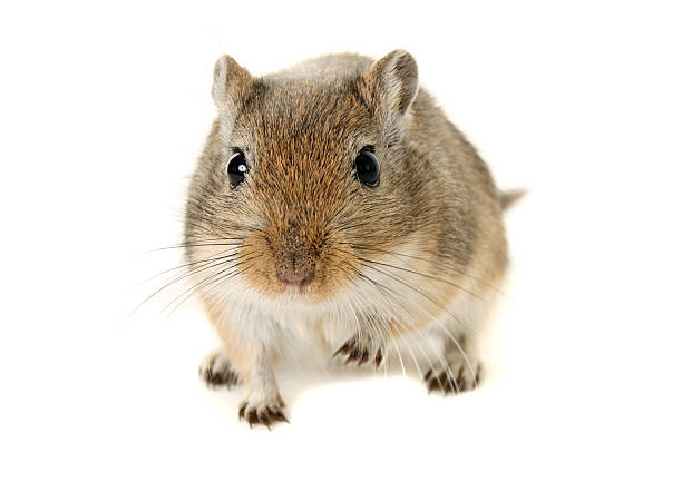 Brown and White Gerbil with one raised paw Brown and White Gerbil with one raised paw, isolated on a white background. gerbil stock pictures, royalty-free photos & images