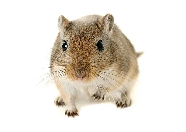 Brown and White Gerbil with one raised paw, isolated on a white background.