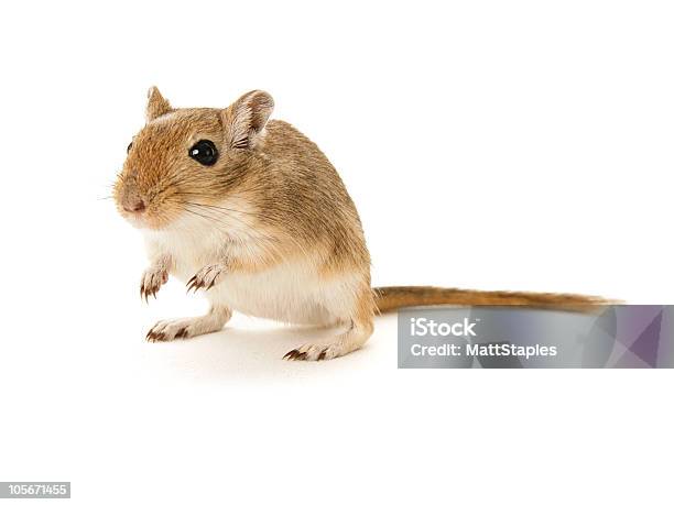Brown Gerbil On White Background Stock Photo - Download Image Now - Gerbil, Cut Out, Pets