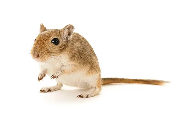 Brown gerbil standing on it's rear legs on a white background